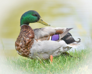 Drake Duck striking a Pose
