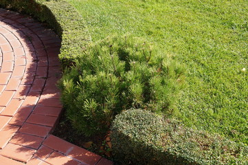 fragment of landscaping with a lawn and a mini pine