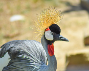 Crowned Crane