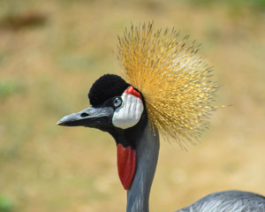 Crowned Crane Profile