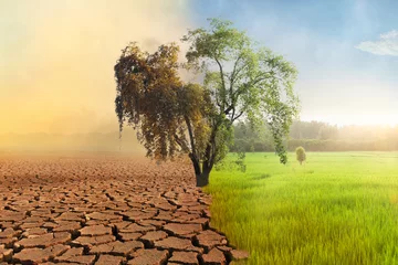 Fotobehang Climate change, A drying tree with air pollution and green grass with beautiful sunlight sky metaphor world nature disaster and global warming concept. © piyaset