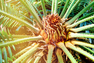 Naklejka na ściany i meble Green leaves of Japanese Sago palm tree Cycas revoluta the foliage cycad palm plant.
