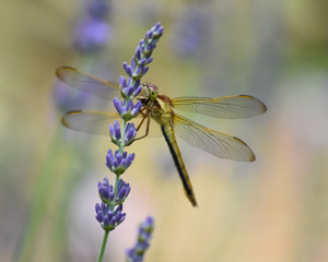 Happy Happy Dragonfly