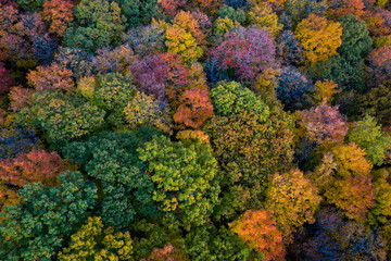 Aerial view of beautiful autumn colors forest