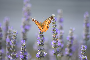 Simple Beauty Butterfly in Lavender