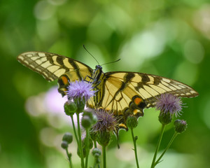 Eastern Tiger Swallowtail