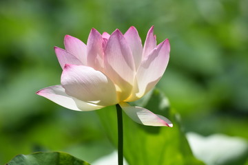 Obraz premium Pink Water Lotus