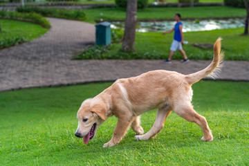 Three months old golden puppy walking on green grass surface