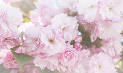 Flower spring bouquet with leaf.  Soft focus. Nature blur background. Pink color.