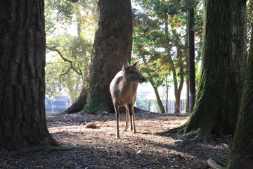 Nara Park in Nara Prefecture, Japan and the scenery of deer living in the park