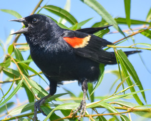 Blackbird Singing