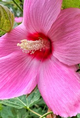 pink flower closeup 01