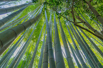 鎌倉の報国寺の竹林