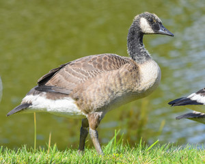 Young Gosling Canada Goose