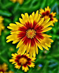 Yellow and Red Hybrid Daisy