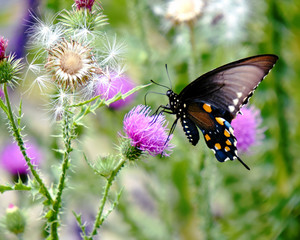 Spicebush Swallowtail on Thistle