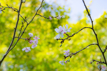white flowers in spring