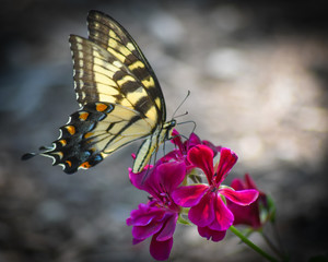 Eastern Tiger Swallowtail