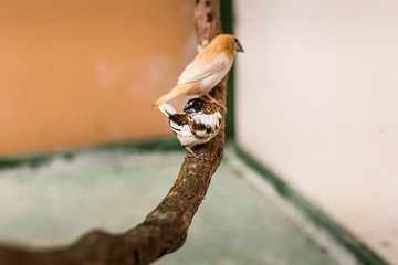 Two finches on a branch
