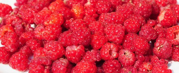 Raspberries panorama photo, Raspberry Isolated on White Background