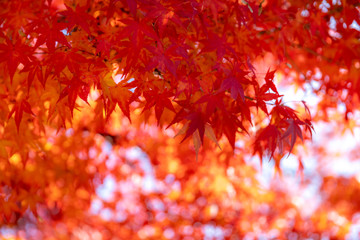 Red maple leaves fluttering in the wind