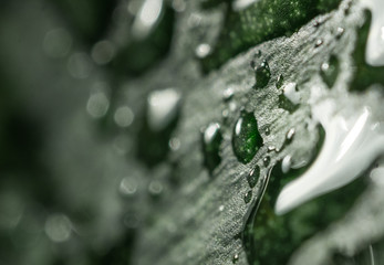 water, leaf, green, rain, drop, dew, nature, 