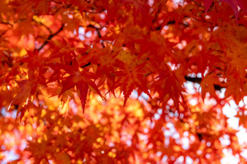 Red maple leaves fluttering in the wind