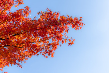 Red maple leaves fluttering in the wind with blue sky