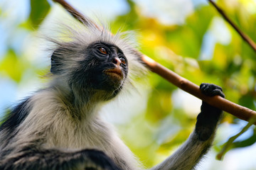 Zanzibar red colobus in Jozani forest. Tanzania, Africa