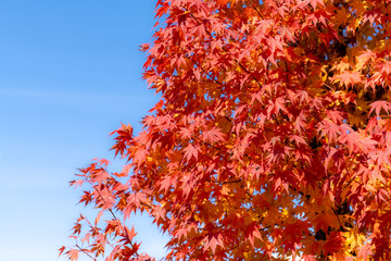 Red maple leaves fluttering in the wind with blue sky