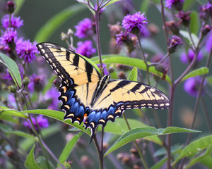 Eastern Tiger Swallowtail Butterfly 