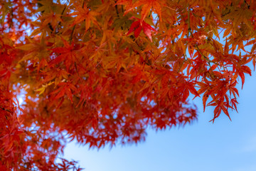 Red maple leaves fluttering in the wind with blue sky