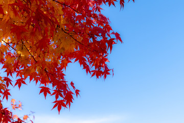 Red maple leaves fluttering in the wind with blue sky