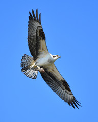 Osprey with a fish
