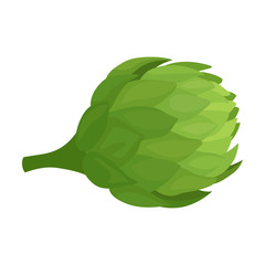 Fresh Green Artichoke Flower For Healthy Dishes Vector Illustration Isolated On White Background