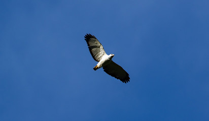 Bird of prey