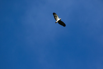 Hawk in the sky