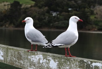 Island Seagulls