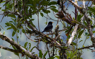 Black songbird
