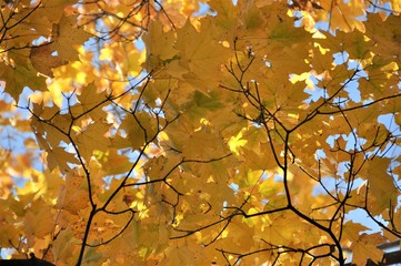 Yellow Maple Leaves