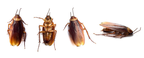 Set of dark brown cockroaches isolated on the white background. Closeup cockroach dies overturned....