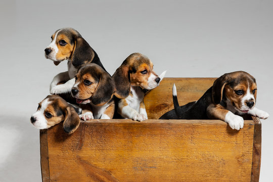 Beagle tricolor puppies are posing in wooden box. Cute doggies or pets  playing on white background. Look attented and playful. Studio photoshot.  Concept of motion, movement, action. Negative space. Stock Photo