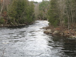 River in Forest Late Fall