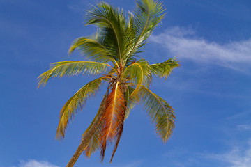 Fototapeta na wymiar palmera Republica dominicana