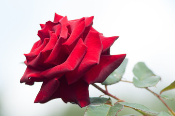 Rose, rosehip - the genus and cultural form of plants of the pink family, bushes up to 2 meters...