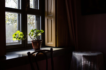 pair green flowers in pots on windowsill and table near them