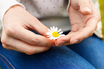 Chamomile flower in woman's hand