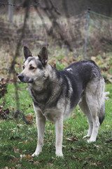 dog stay alone outdoor and watching out