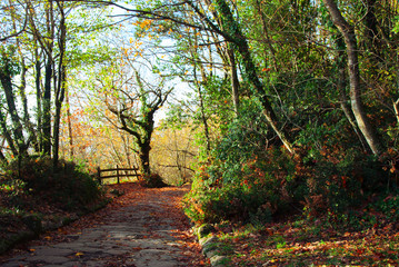utumn on the sacred road, ancient Roman route, which allows you to climb from Lake Albano to the...