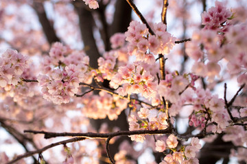 夕陽に照らされた桜
